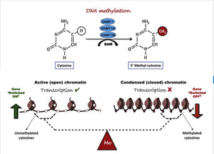 Smoke Signature-DNA Methylation Epigenetic Assessment of Long-term Smoking
